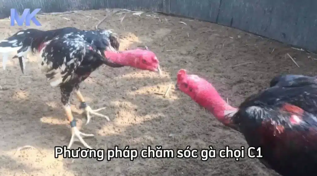 Tìm hiểu những phương pháp chăm sóc gà chọi C1 chuẩn nhất