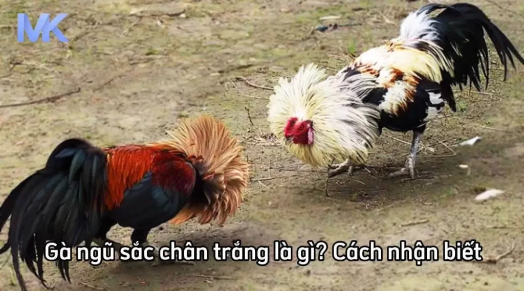 Gà ngũ sắc chân trắng