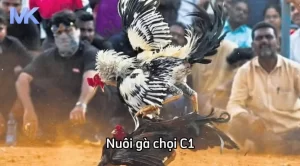 Nuôi gà chọi C1